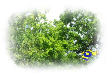 super 9 sign in trees